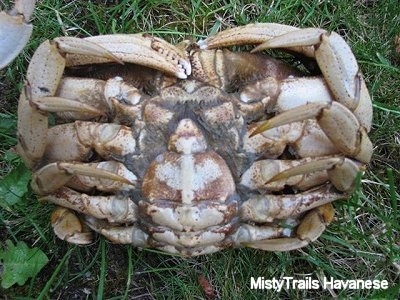 Close up - The underside of a Red Rock Crab that was placed upside down in grass. All of its extremities all pulled in.