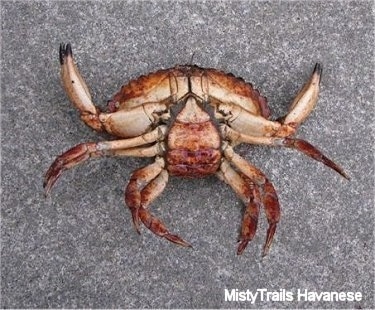 The underside of a Red Rock Crab that is upside down. It is placed on a sidewalk.