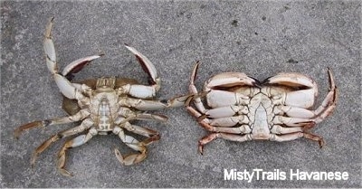 The underside of two Dungenous crabs on a sidewalk.
