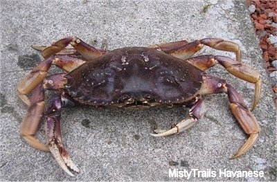 Close up - A Dungenous crab is standing on a sidewalk. It has tiny front claws.
