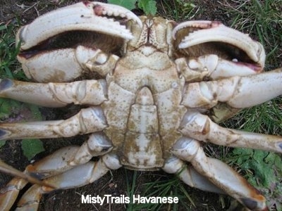 Close up - The underside of a Red Rock Crab that was placed upside down. Its claws are near its head and its legs are extended out.