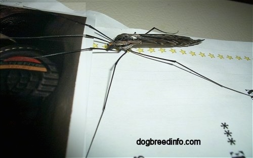 Crane Fly on a desk