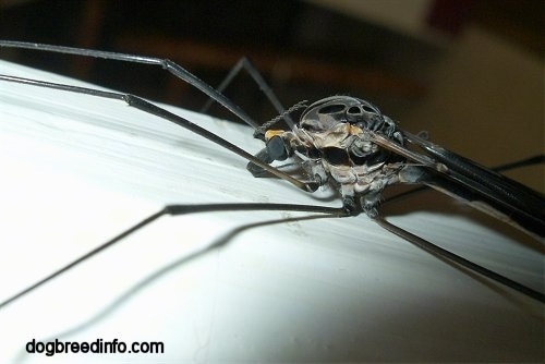 Close up - Crane Fly front view