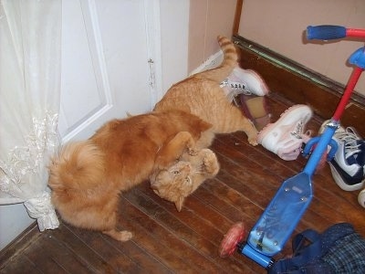 Sunny the orange tiger cat is laying on its back and Dusty the orange Pomchi is nosing the cats belly