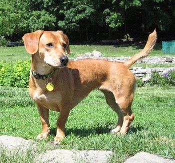 weiner beagle mix