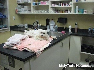 A white longhaired dog is laying on blankets on top of a table in a vets office and it is looking forward.