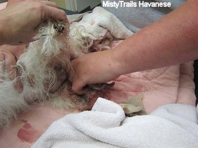 The back end of a Dam giving birth. There is a person grabbing a newborn puppy that is coming out of the mother dog.