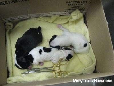 Top down view of three newborn puppies that are laying on a yellow blanket at the bottom of a brown cardboard box.