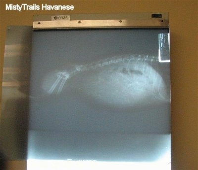 A X-Ray of a pregnant Dam.