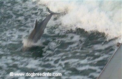 The tail end of a Dolphin that is descending back into water.