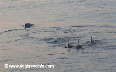 A school of Dolphins are swimming through a body of water. There is one Dolphin in the background looking out of the water.