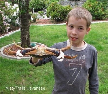 A boy is holding a Dungeness crab upside down and is showing its face.