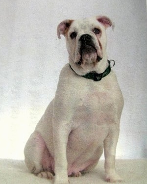 Dub the white EngAm Bulldog is sitting on a carpet and in front of a white backdrop. He has some tan coloring on his ears.