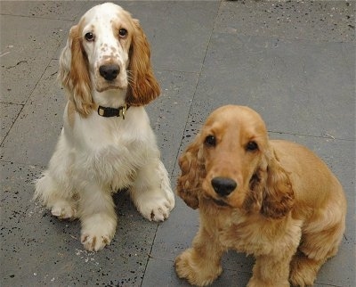 liver roan and tan cocker spaniels