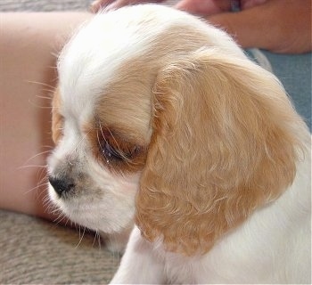 are english toy spaniel puppies lazy