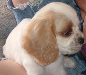 Close Up - Abagail the white and tan English Toy Cocker Spaniel Puppy is laying in a persons lap