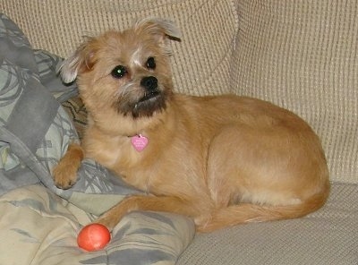 Emma the tan and cream with black Eskifon is laying on a tan couch on top of a gray and tan comforter. There is a egg shaped toy next to it.