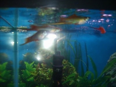 A school of sunrise swordtail fish are at the top of a water tank that has a blue background with green plants below them.