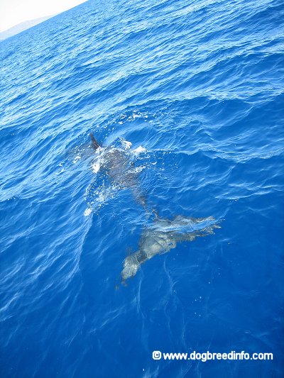 The backside of a False Killer Whale that is swimming away from a boat.