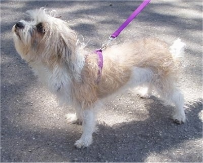 Side view - A tan and white Fo-Tzu is wearing a purple harness standing on a blacktop surface and looking up