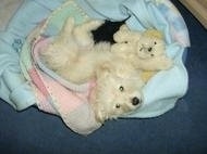 A white Fourche Terrier is laying in a circular dog bed. There is a white plush dog toy next to it.