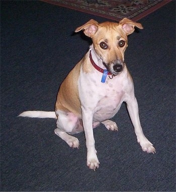 Gemma the tan and white Foxy Russell is sitting on a blue carpet and looking up. She has some ticking on her skin pigment.