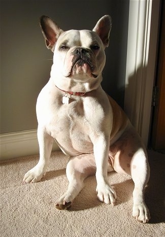 french bulldog mixed with english bulldog