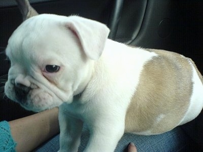 Macy the white and tan Free-Lance Bulldog, as a young puppy, is sitting on the lap of a person in a vehicle