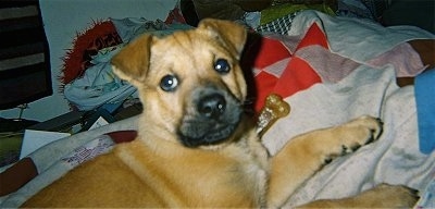 Side view upper body shot - A tan with black German Shepherd/American Bulldog mix breed dog is laying on a bed and it is looking up and back. There is a dog boen next to the dog's shoulder.