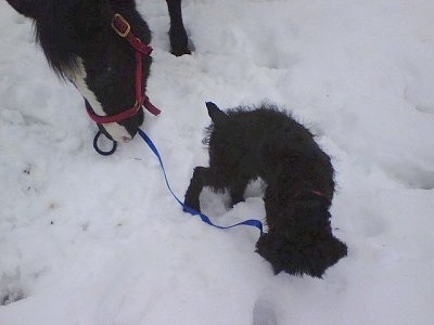 A black Giant Schnoodle puppy is diging around in snow with a horse behind it.