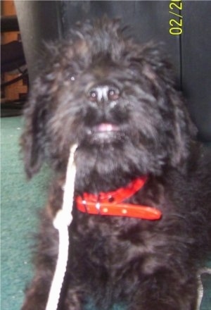 Close Up - A black Giant Schnoodle puppy is laying in a room with a string in its mouth
