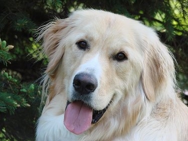Golden Pyrenees Dog Breed Pictures 1
