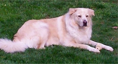 Golden Pyrenees Dog Breed Information And Pictures
