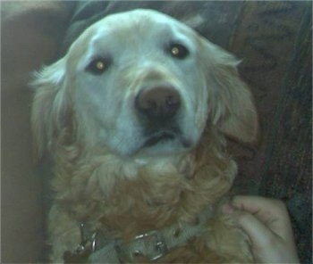 Close Up head shot - An old graying Golden Retriever is laying on a couch