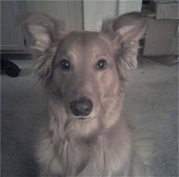 sheltie golden retriever mix puppies