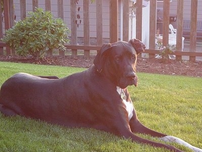 A black with white Great Dane is laying in grass in front of a wooden fence