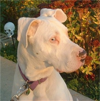 Close Up - A blue-eyed white Great Dane with pink on its nose is sitting on a porch. There is a plastic skull on a stick in the background.