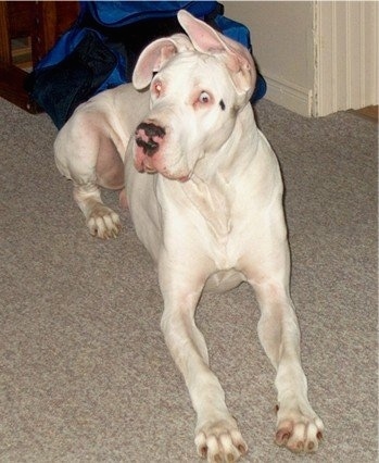 A blue-eyed white Great Dane with pink on its nose is laying on a tan carpet with a blue bag behind it.