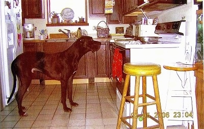A Great Dane is standing in a kitchen and looking at a pot on the stove. The dog is as tall as the kitchen counters