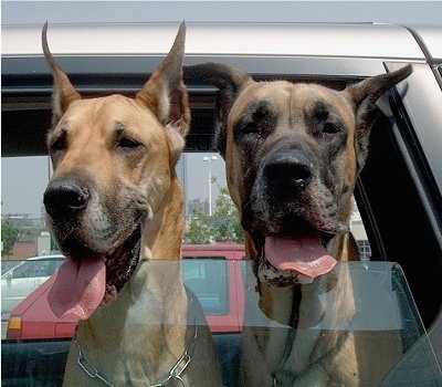 Two tan with black Great Danes are holding there heads out of the window of a vehicle. There mouths are open and tongues are out