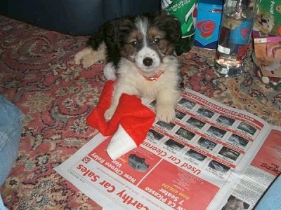 A black with white and tan Corgi/Border Collie mix puppy is laying on a red oriental rug in front of it is a newspaper and a Santa hat. There is a 7up bottle and Vodka bottle behind it.