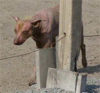 A Hairless Khala dog is walking across sand. It has yellow hair on its head and is bald everywhere else.
