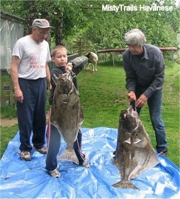 A boy is picking up one of the Halibuts that was on a blue tarp. Next to it is a man with white hair, the man is picking up the other Halibut no a blue tarp.