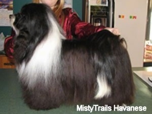 Left Profile - a black with white Havanese is standing on a countertop. Behind it is a person in a red shirt posing it in a show stack pose.