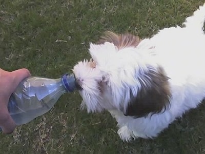 A white with brown Hava-Apso puppy is drinking water out of a plastic bottle that a person is pouring for it