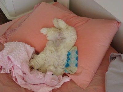A white Hava-Apso puppy is sleeping on its back belly-up on top of a peach collared pillow with its head under a pink blanket