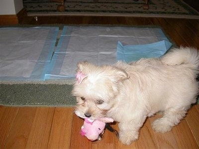 A tan Havanese puppy is standing in front of a rug with pee pads over it. The puppy is wearing a pink bow and it has a pink plush toy in its mouth