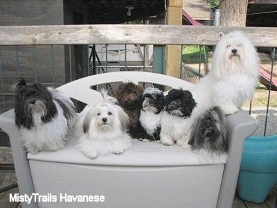 is a havanese a good family dog