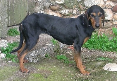 A black and tan Greek Hound is standing outside in front of a stone house.