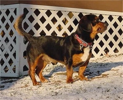 Side view - a wide, thick, short-legged, black with brown and white Rottweiler/Basset Hound mix is standing in grass that has a dusting of snow and it is looking to the right. The dog has drop ears and its tail is up in the air.